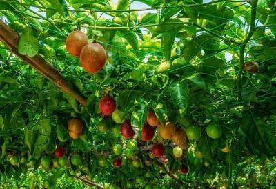 农村庭院最适宜栽种的果树,怎能忘记具有“果汁之王”美誉的它
