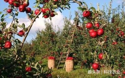 科技农业:果树下适合种植的药材有哪些?果园可套种的药材推荐
