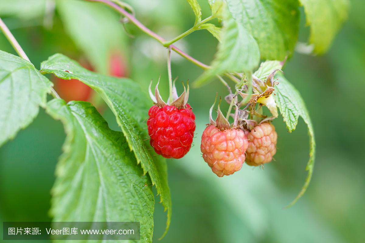 花园里成熟的覆盆子的特写