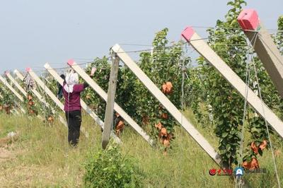 硕果挂枝头 一口"梨"不开 垦利区胜坨镇泰升农场2000亩梨园迎来丰收季