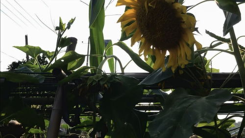 给蜜蜂种下遮荫避雨防盗蜂的植物,夏天到了还可以额外的收获果实